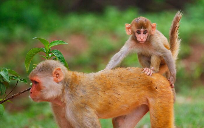 Twee Rhesusapen. Een moederaap met haar kindje op haar rug.
