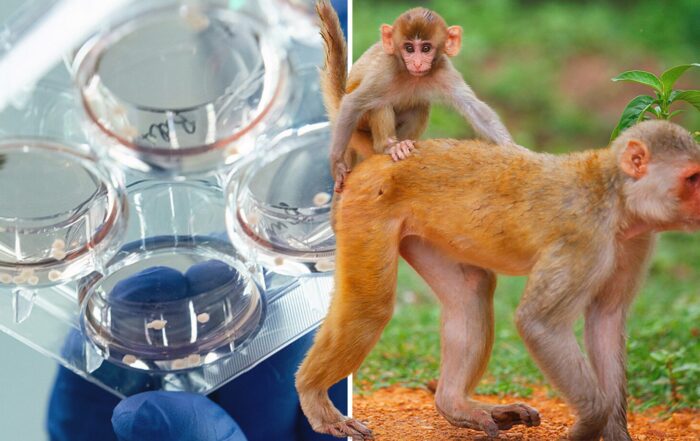 Twee rhesusapen in een natuurlijke omgeving en een onderzoeker met een laboratoriumschaaltje met menselijke organoids voor hiv-onderzoek.