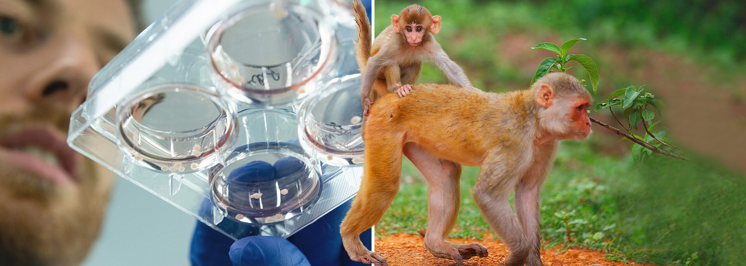 Twee rhesusapen in een natuurlijke omgeving en een onderzoeker met een laboratoriumschaaltje met menselijke organoids voor hiv-onderzoek.