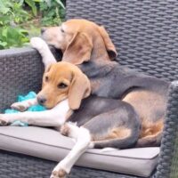 Beagles