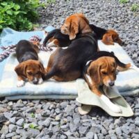 Beagles