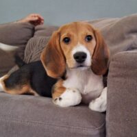 Beagle Dutch Cell Dogs 
