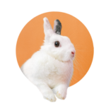 Konijn komt uit oranje cirkel