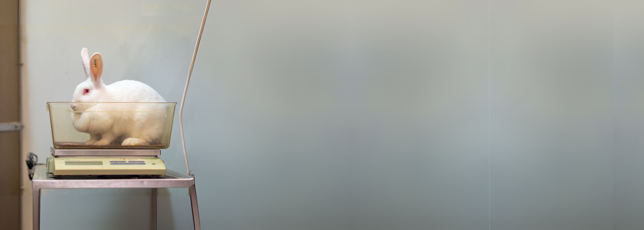 Duizenden konijnen gered – maar waarom 15 jaar te laat?