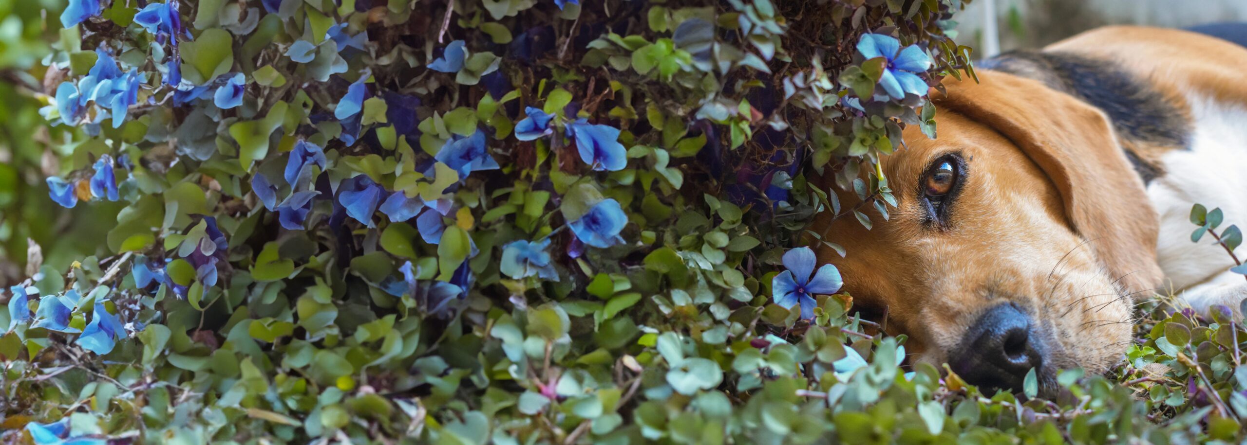 Beagle liggend in struik met blauwe bloemen