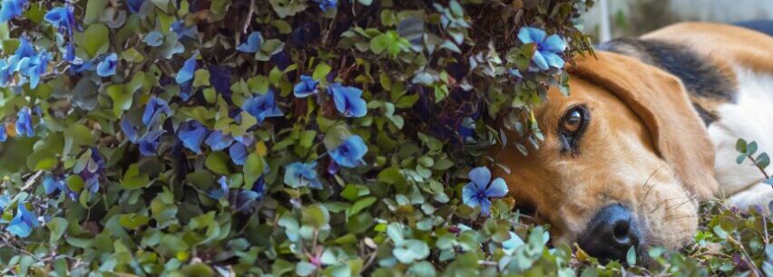 Beagle liggend tegen struik met blauwe bloemen