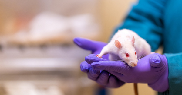 Dit subsidieprogramma voor jonge onderzoekers stimuleert proefdiervrij werken met €30.000