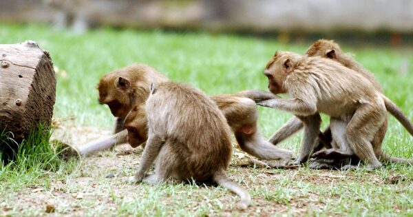 Een groep resusapen zit samen op gras in een buitenverblijf. Ze zoeken contact met elkaar en lijken nieuwsgierig en speels.