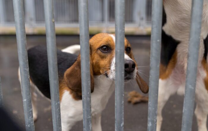 Een beagle staat achter metalen tralies in een onderzoeksfaciliteit en kijkt omhoog richting de camera. Naast de hond is een deel van een tweede beagle zichtbaar.