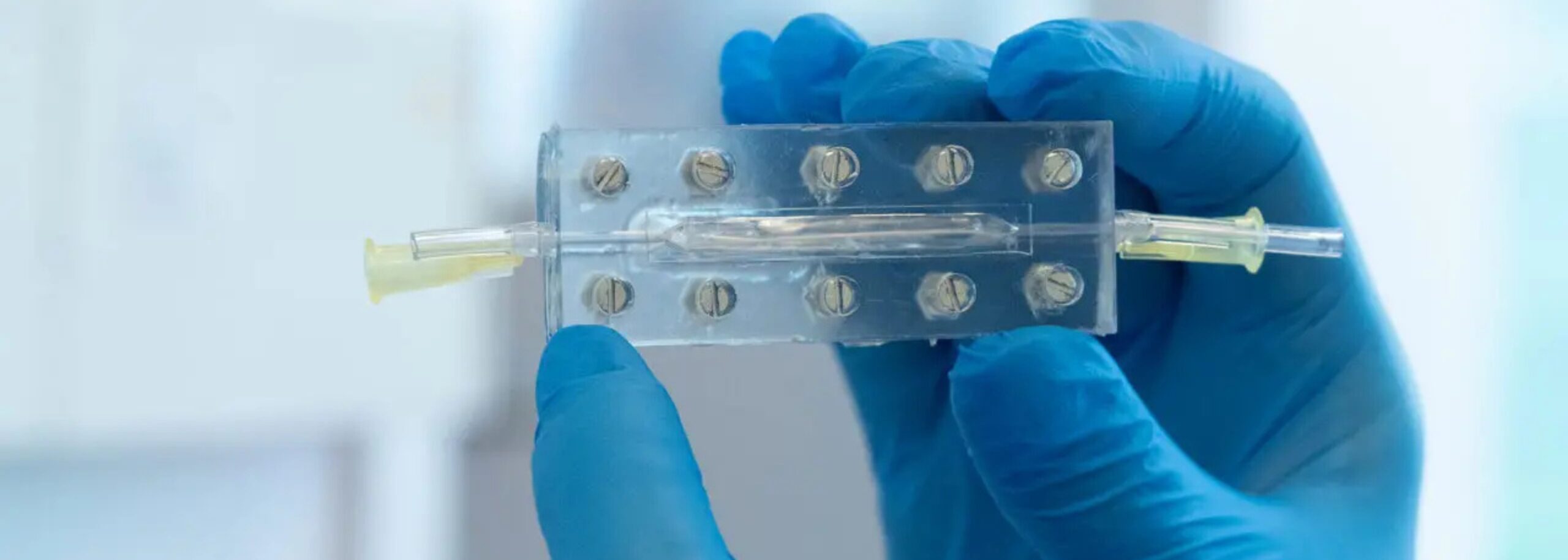 Blue glove in the laboratory holds an organoid.