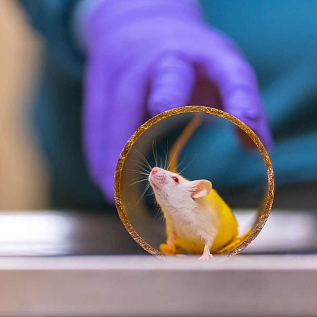 proefdier rat vitaltissue